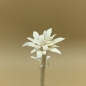 Preview: Edelweiss Detail