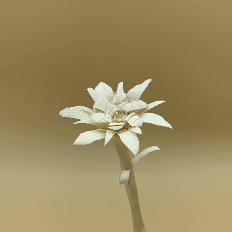 Edelweiss