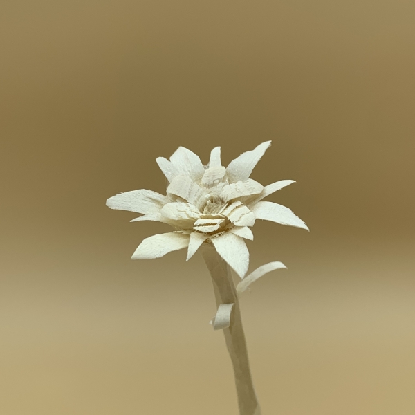 Edelweiss