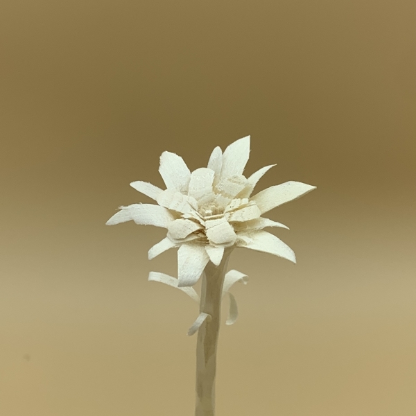 Edelweiss Detail