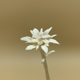Edelweiss